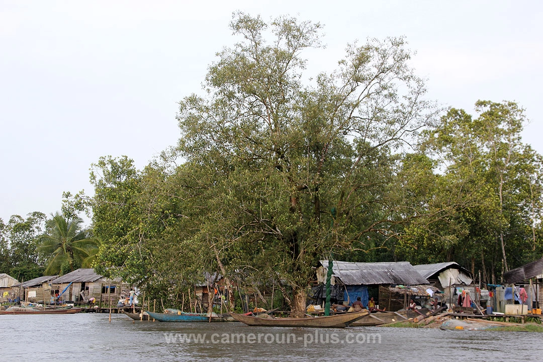 Cameroun, location bateau, visite des mangroves
