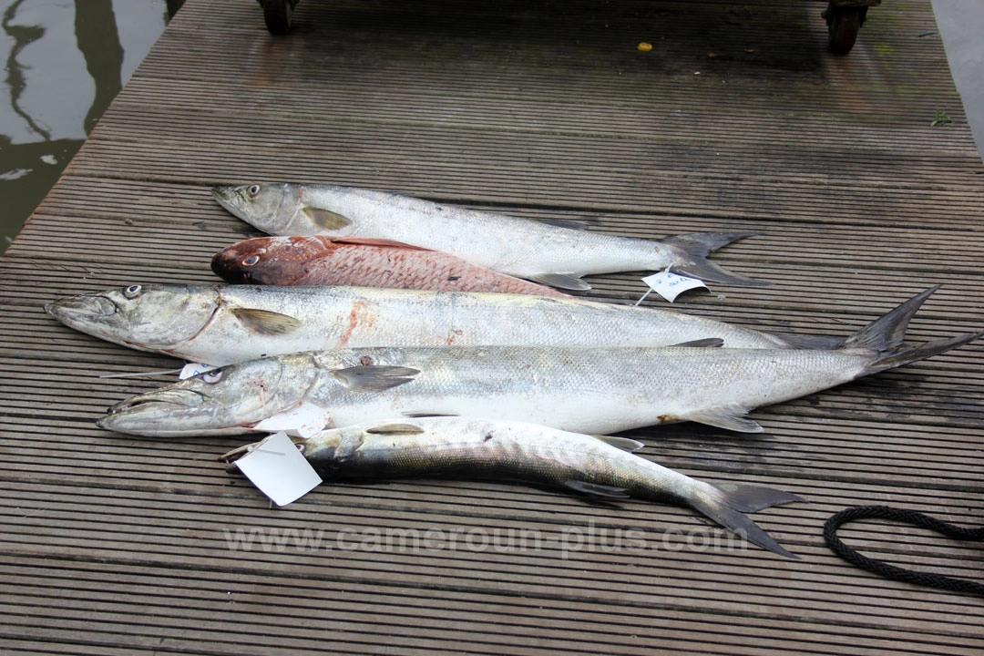Concours de pêche barracuda (2013) - Premier jour 06