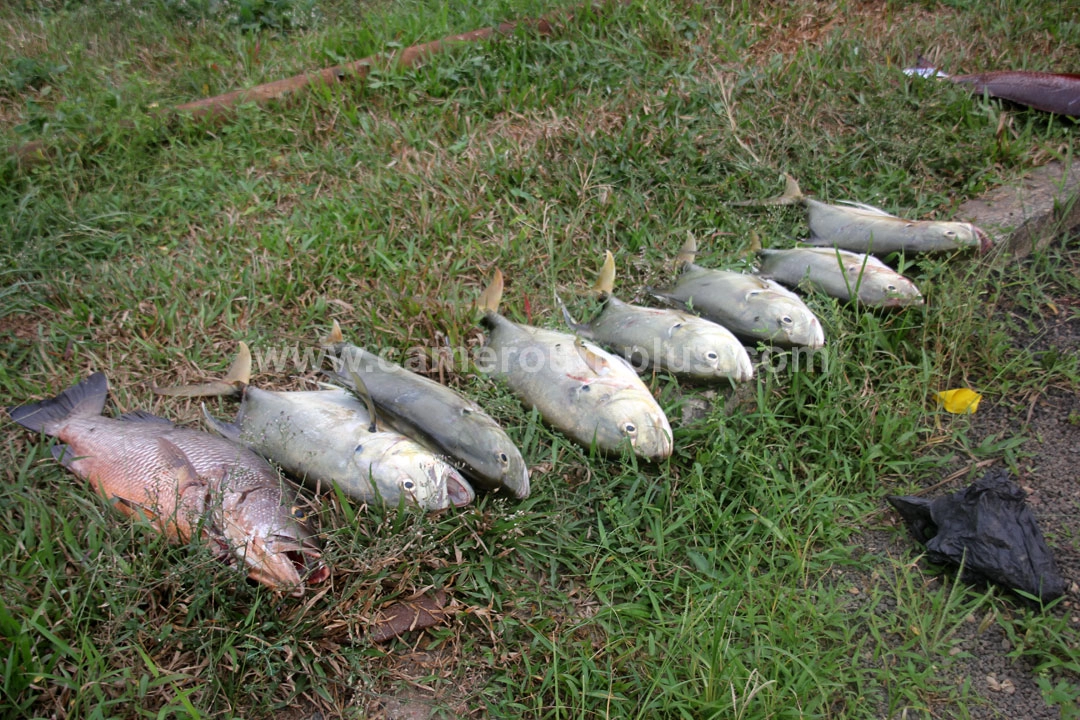 Concours de pêche open Bollore (2014) - Premier jour 05