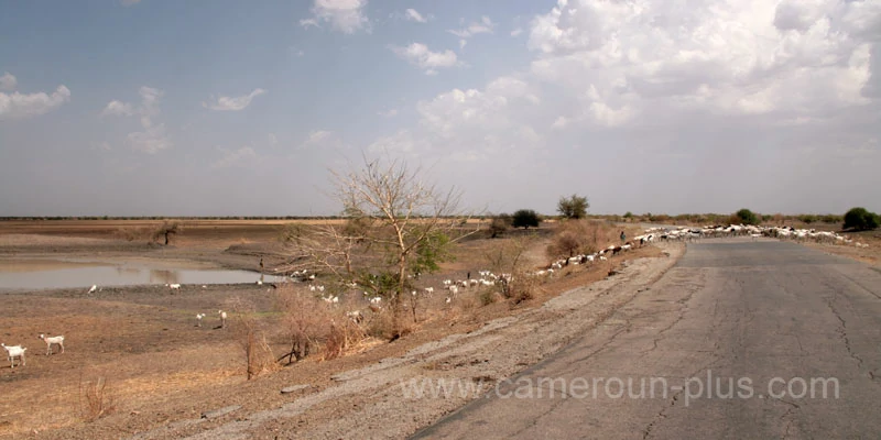 Cameroun, commune, géographie, Fotokol