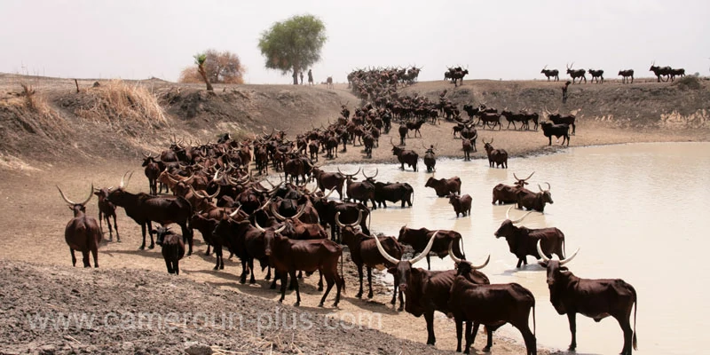Cameroun, commune, géographie, Blangoua Cameroun, commune, géographie, Blangoua