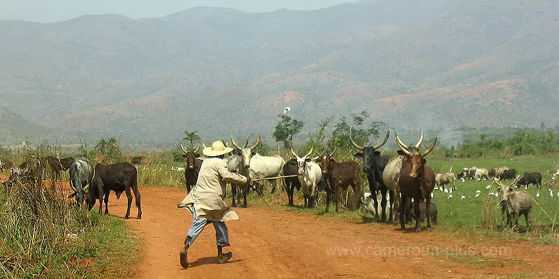 Cameroun, commune, géographie, Kouoptamo